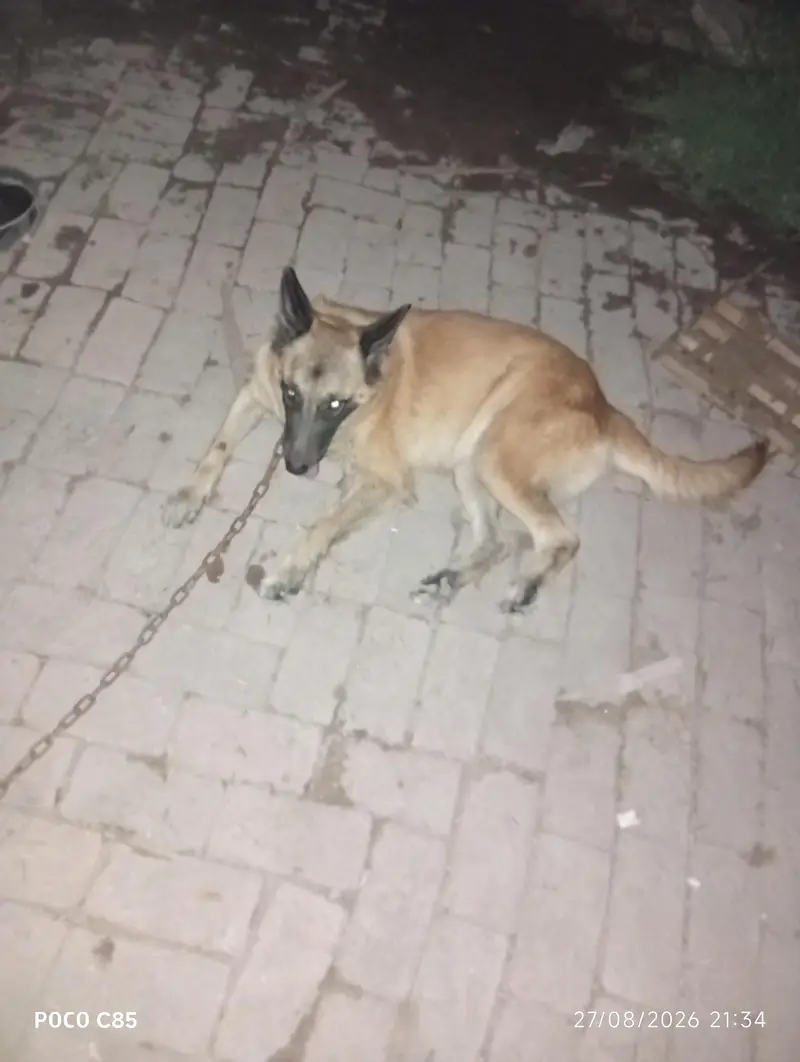 belgian sharphad best guard dogs farm house any security dog