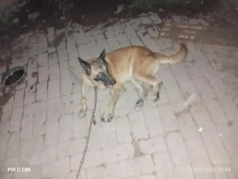 belgian sharphad best guard dogs farm house any security dog — photo 2