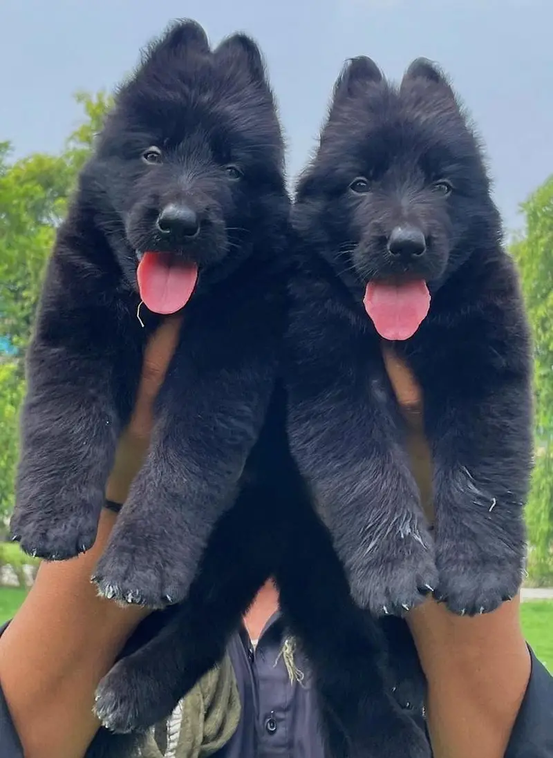 German Shepherd heavy bone pair for sale