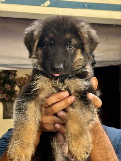 German shepherd male puppy