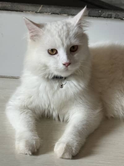 Persian cat