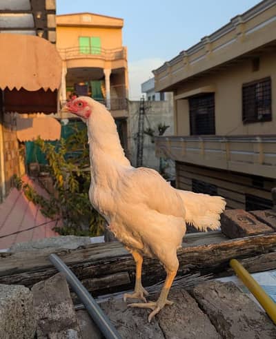 Paper White Aseel Hen