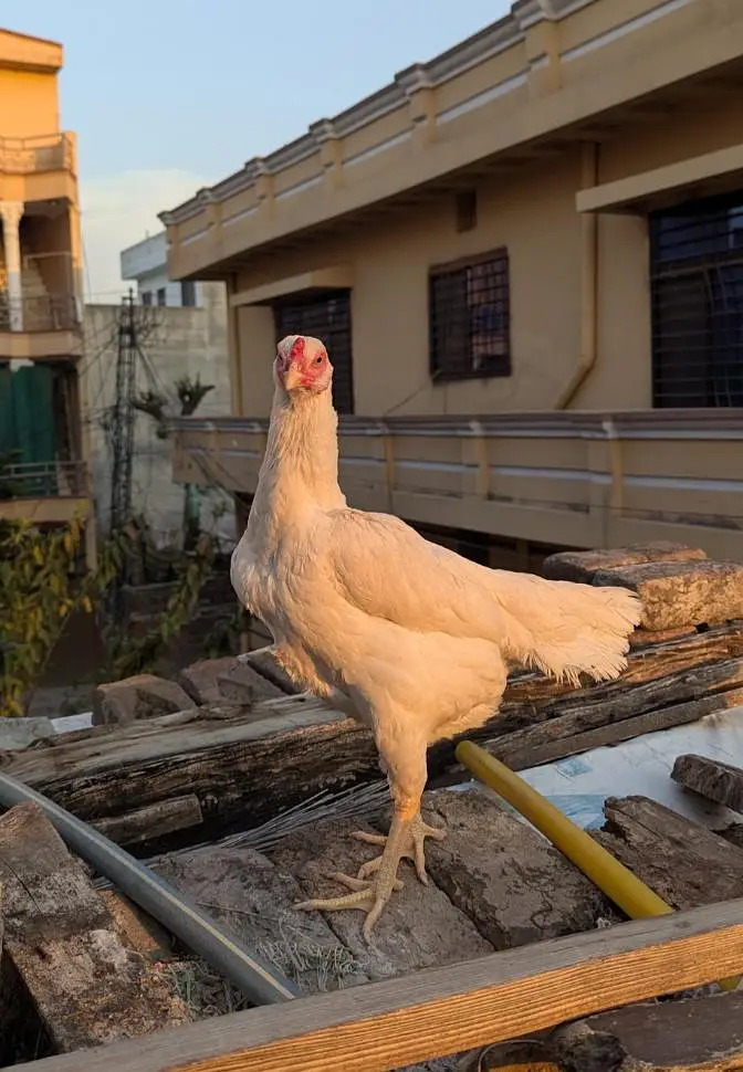 Paper White Aseel Hen — photo 2