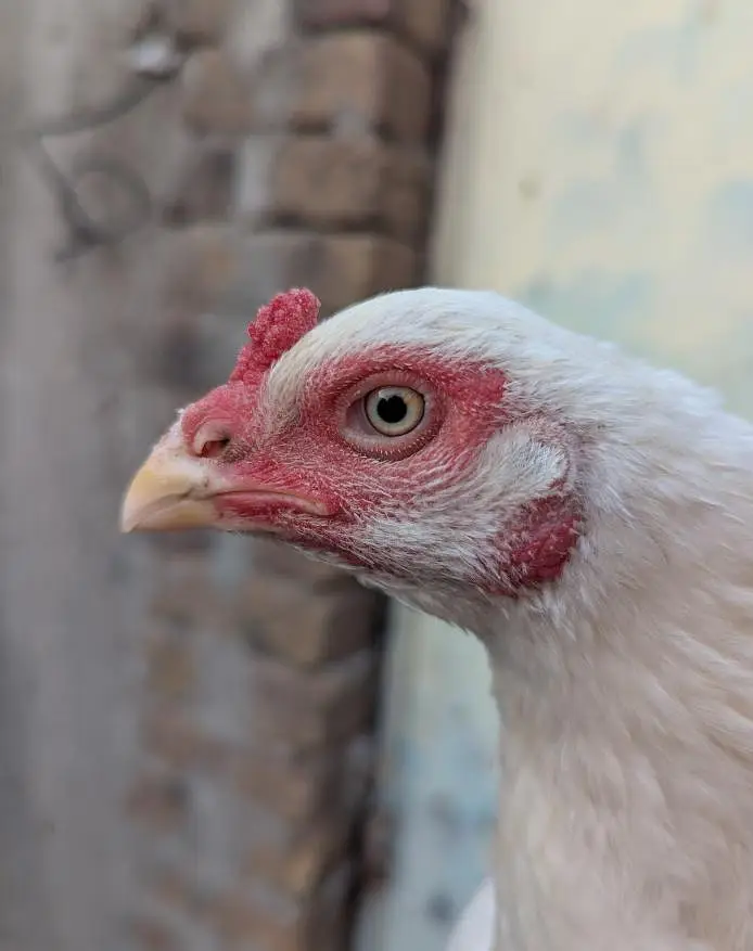 Paper White Aseel Hen — photo 3