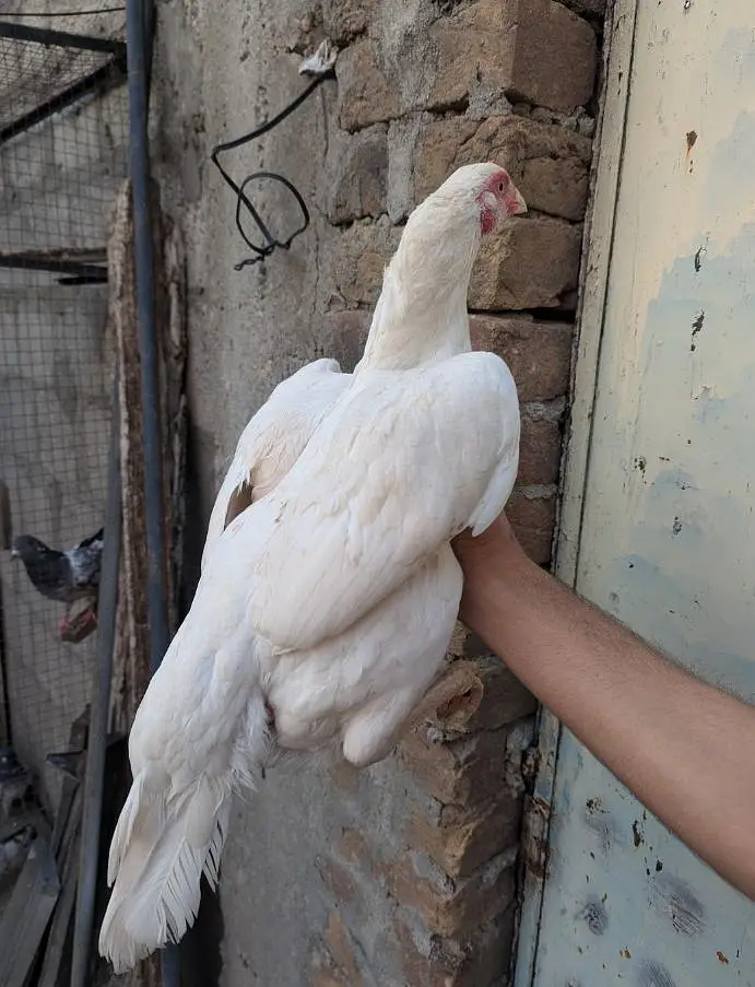 Paper White Aseel Hen — photo 4