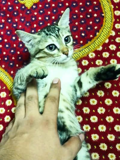 domestic cats