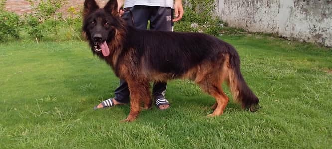 German shepherd Male pedigree 03134111831