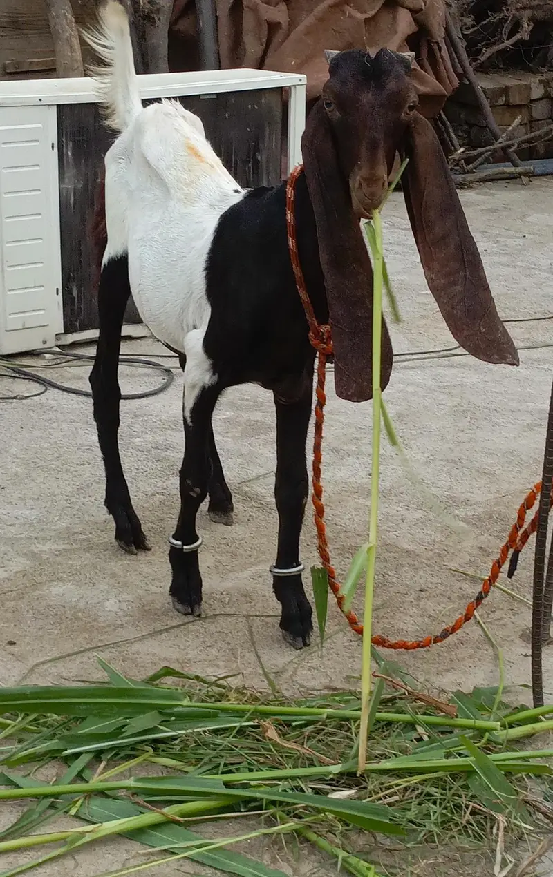 goat baby — photo 2