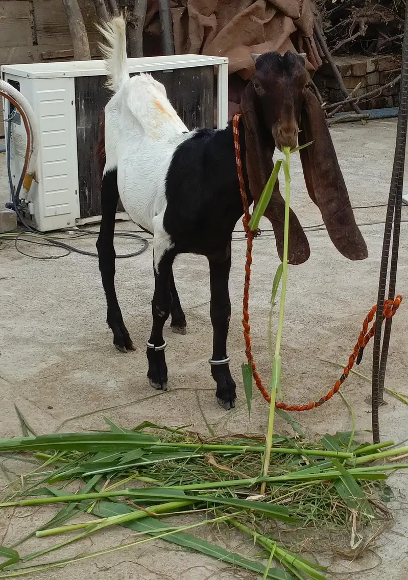 goat baby — photo 3