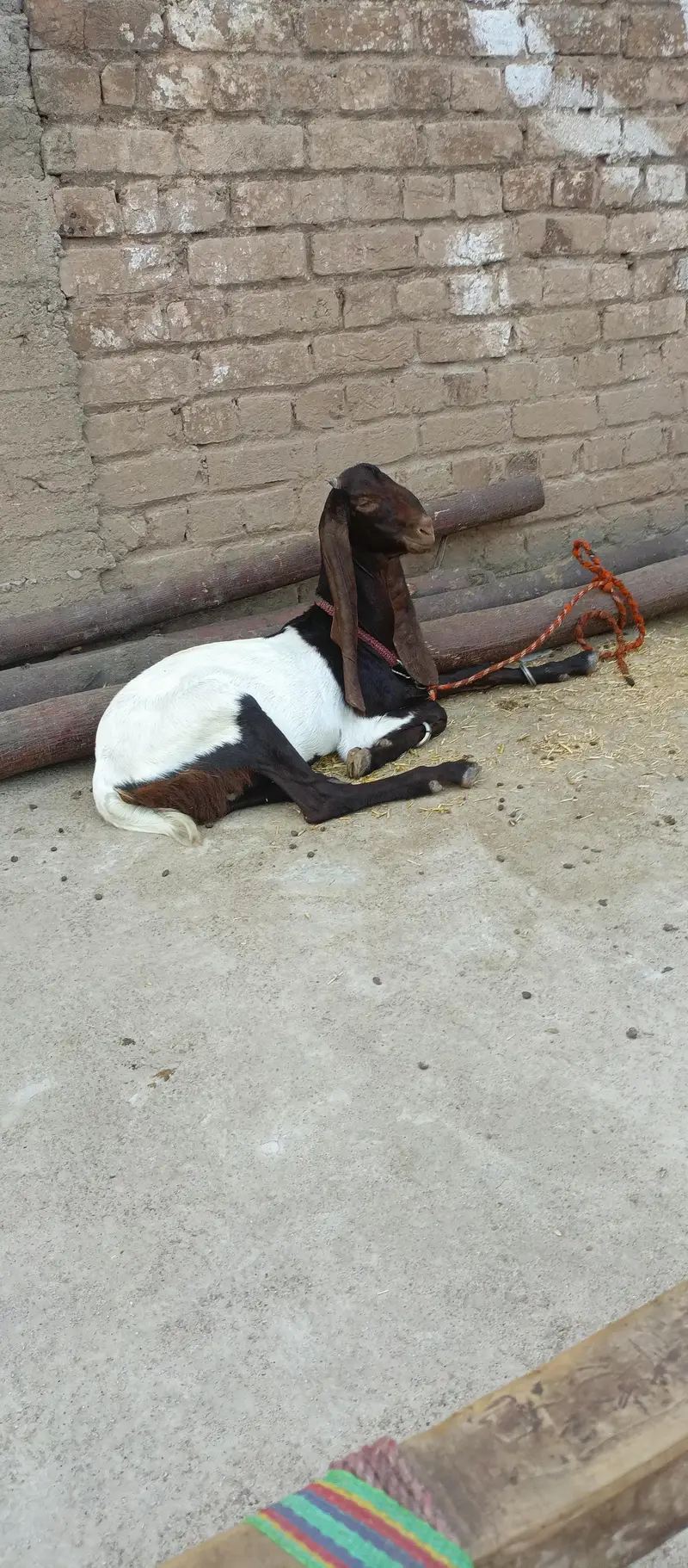 goat baby — photo 4