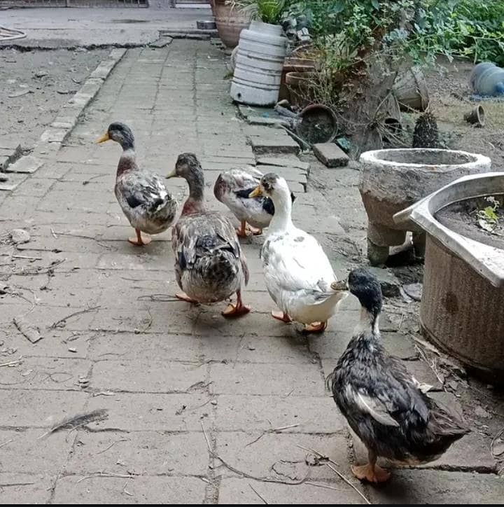 ducks 0