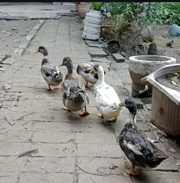 ducks — photo 2