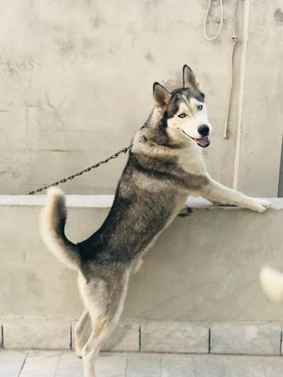 Husky male (Alasken)