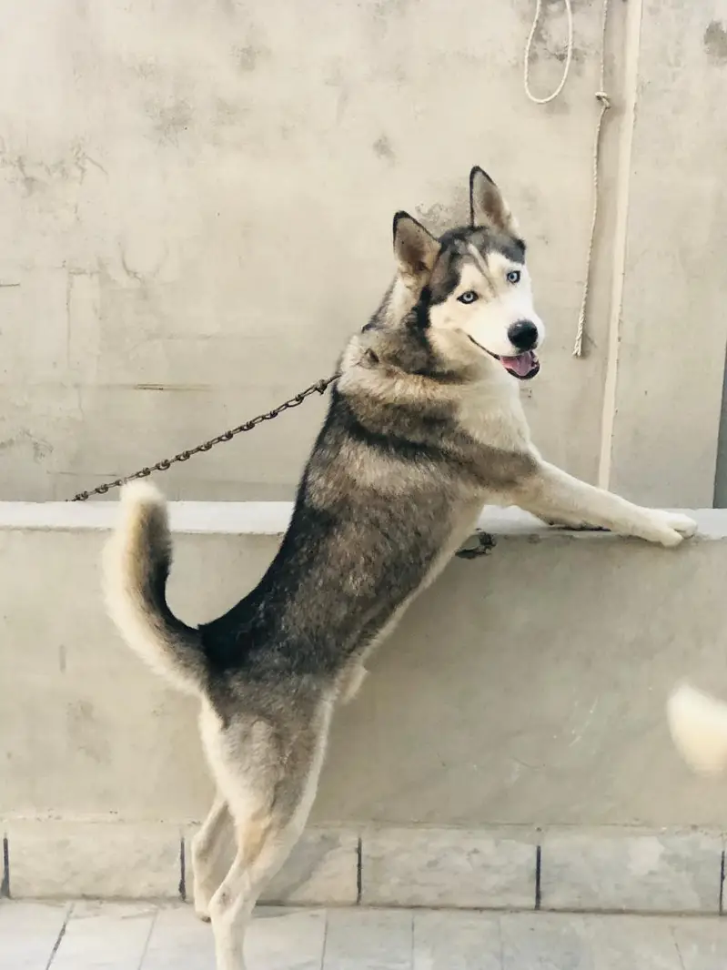 Husky male (Alasken)