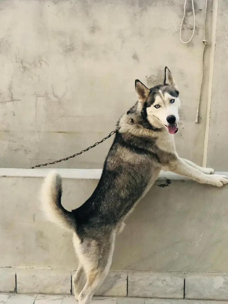 Husky male (Alasken) — photo 2