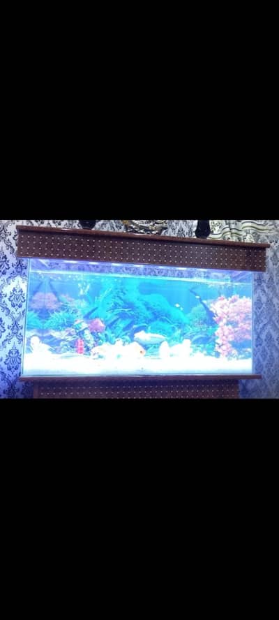  Large Aquarium Fish Tank for Sale – OLX