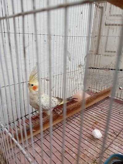 cocktail male with cage for sale