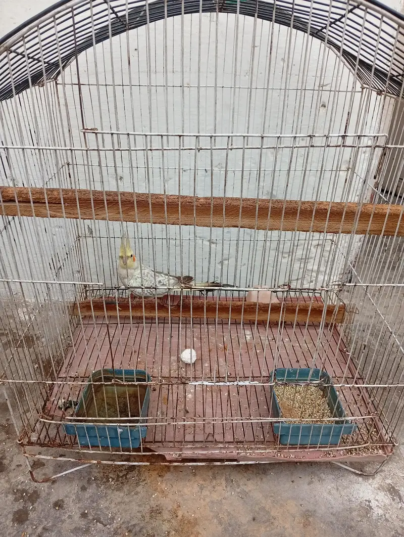 cocktail male with cage for sale — photo 2