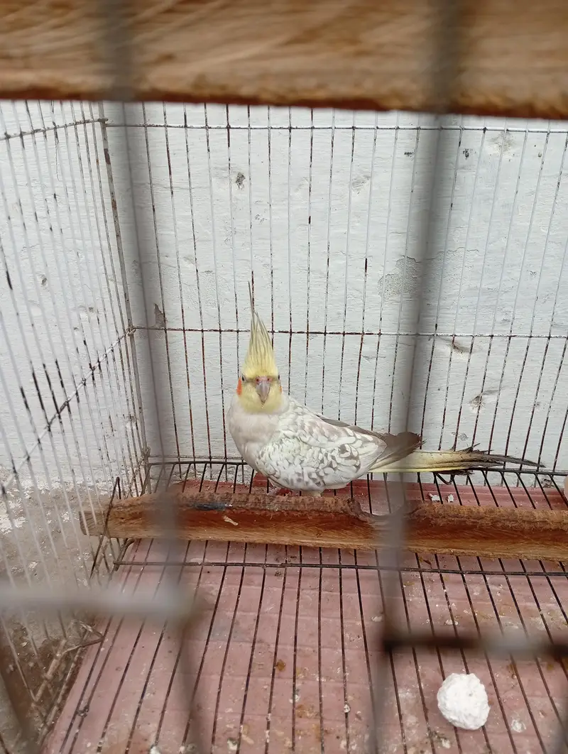 cocktail male with cage for sale — photo 3