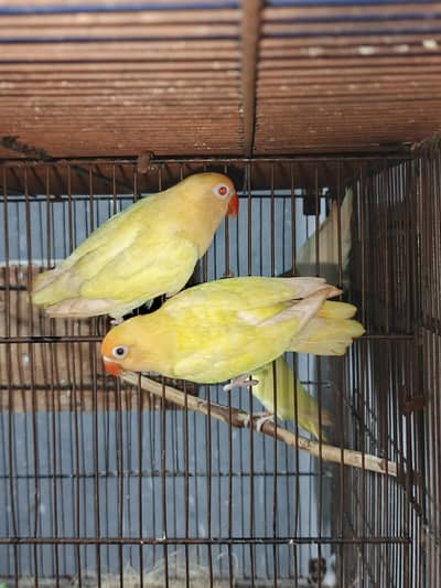 brider pair