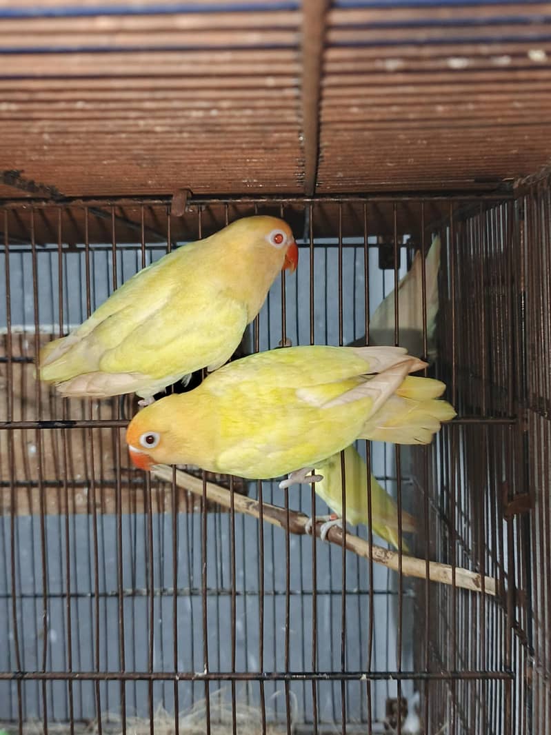 brider pair 0
