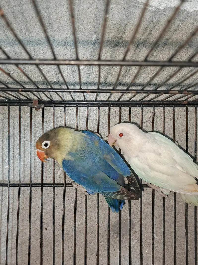brider pair — photo 2