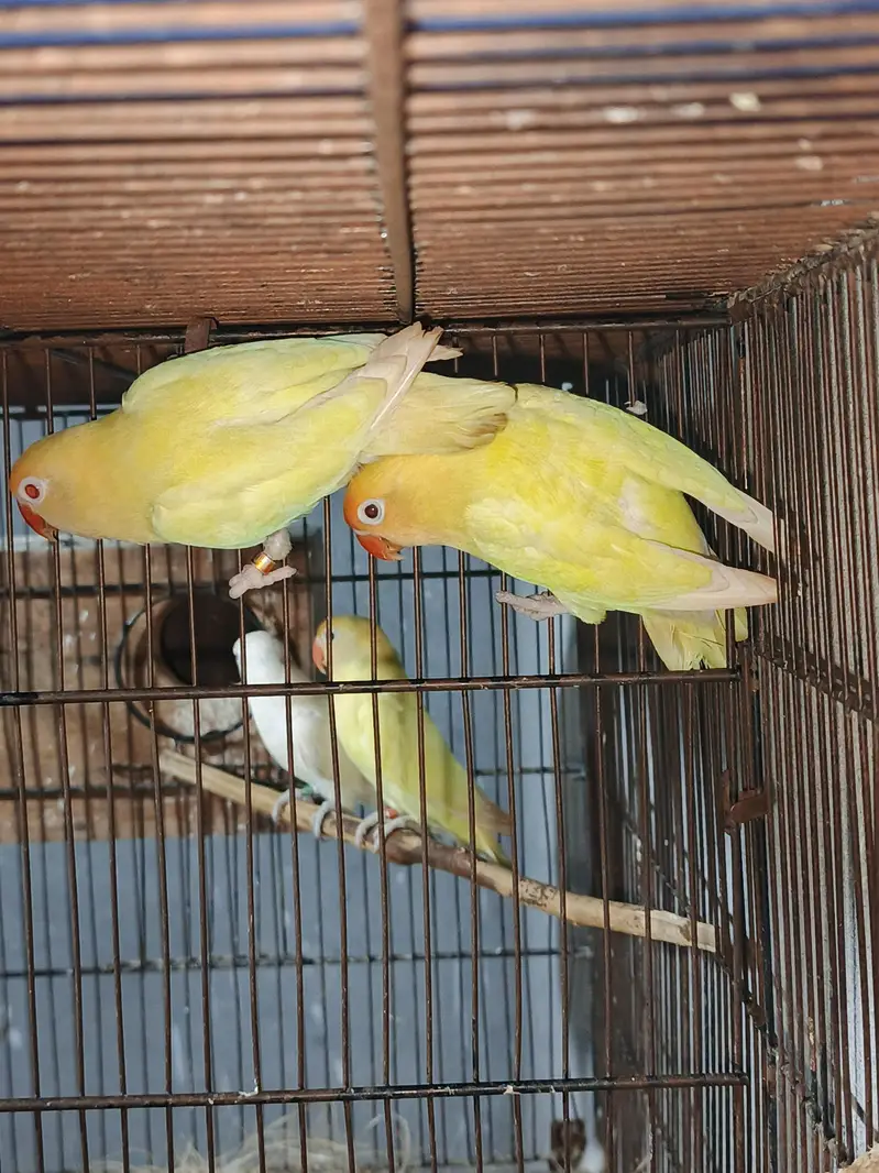 brider pair — photo 4