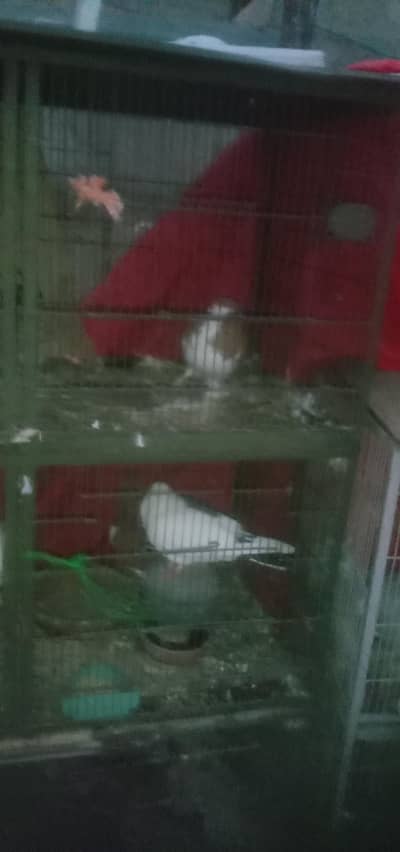 Sherazi pair