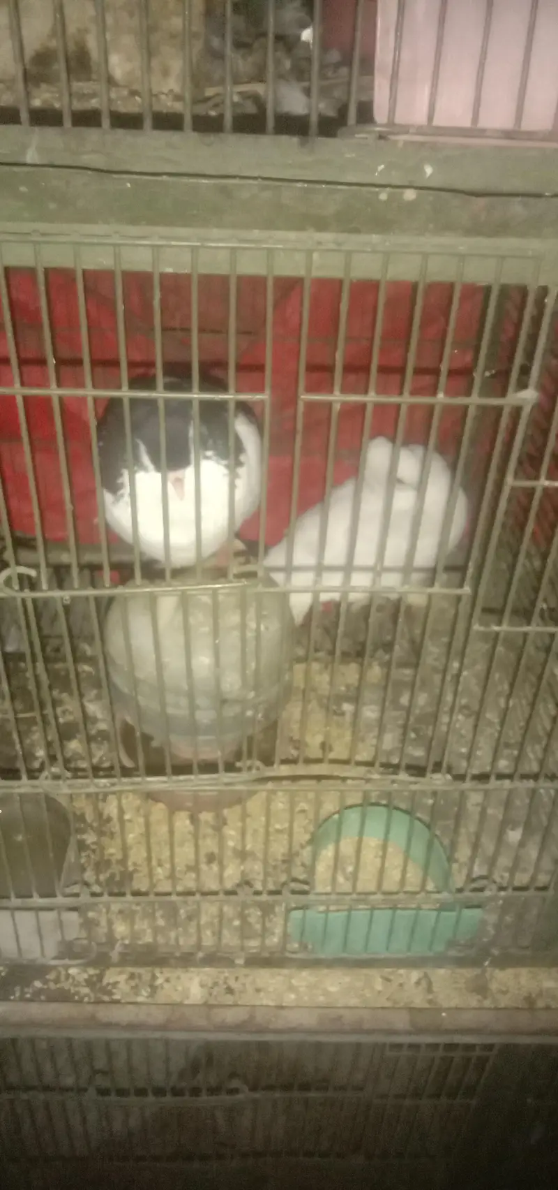Sherazi pair — photo 8