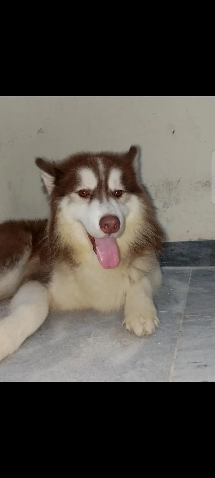 husky puppies — photo 2