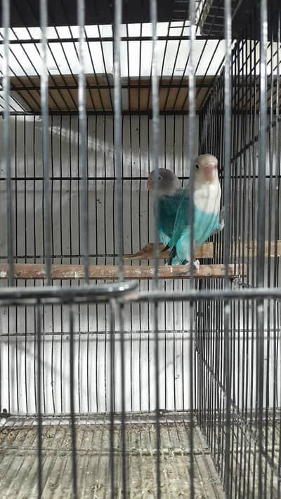 Love birds for sale