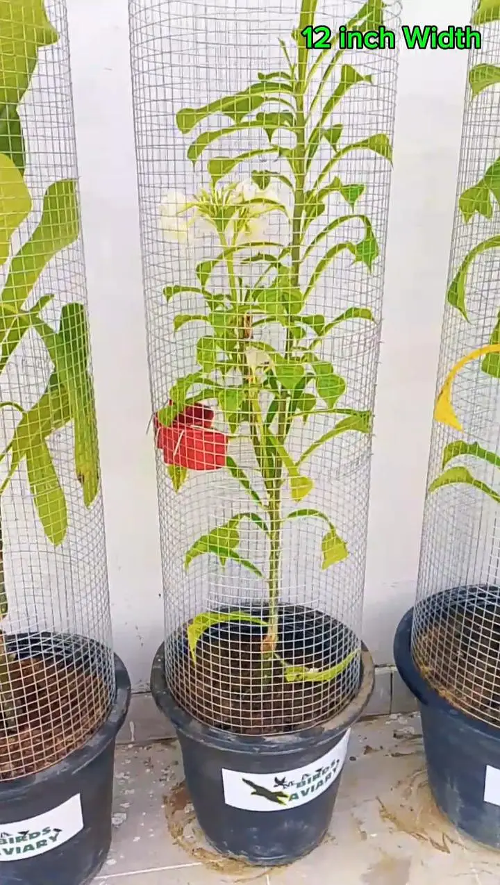 Trending Plant Cage — photo 7