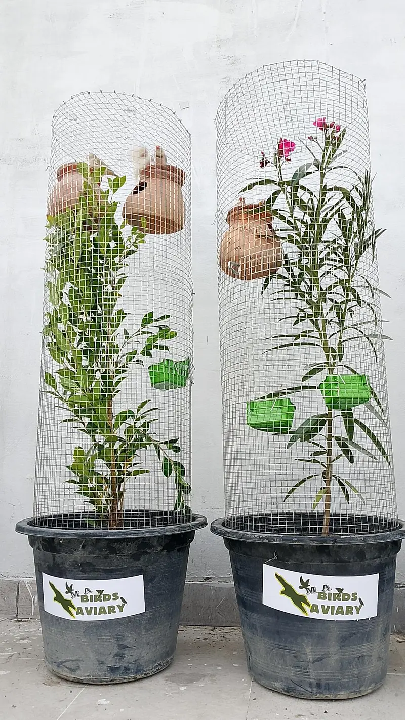 Trending Plant Cage — photo 9