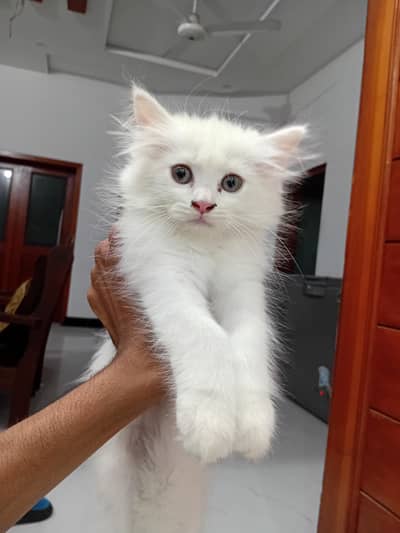 female kittens