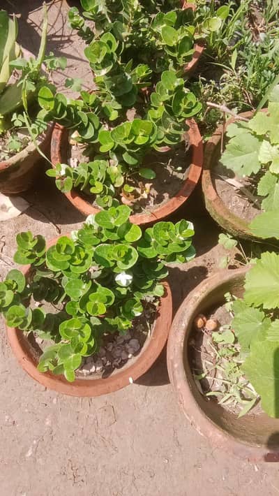 Plants on COD, same day delivery.