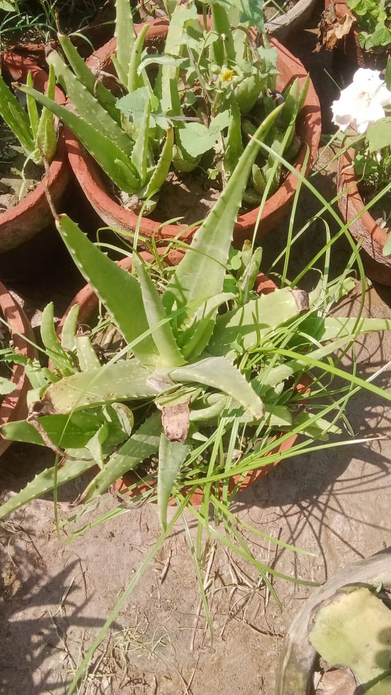 Plants on COD, same day delivery. 1
