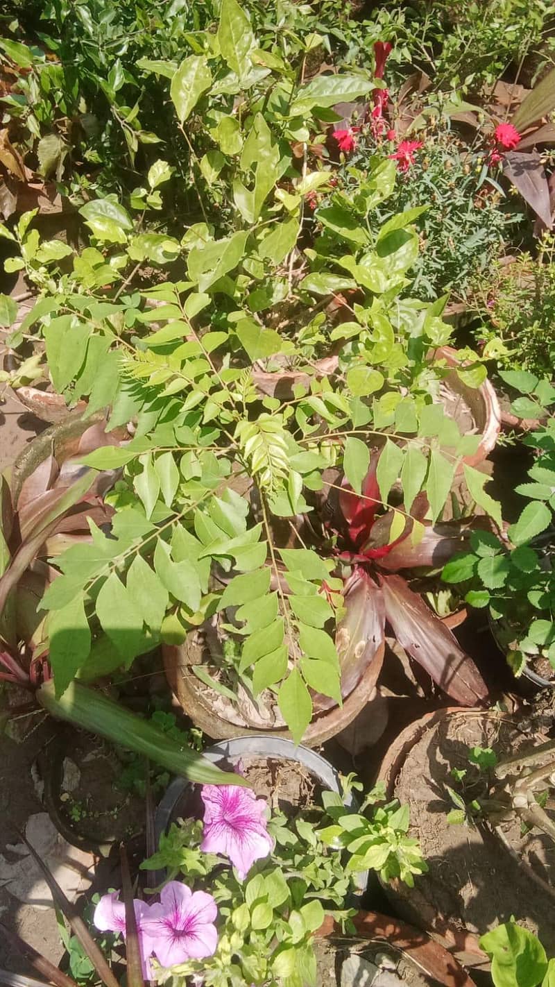 Plants on COD, same day delivery. 2