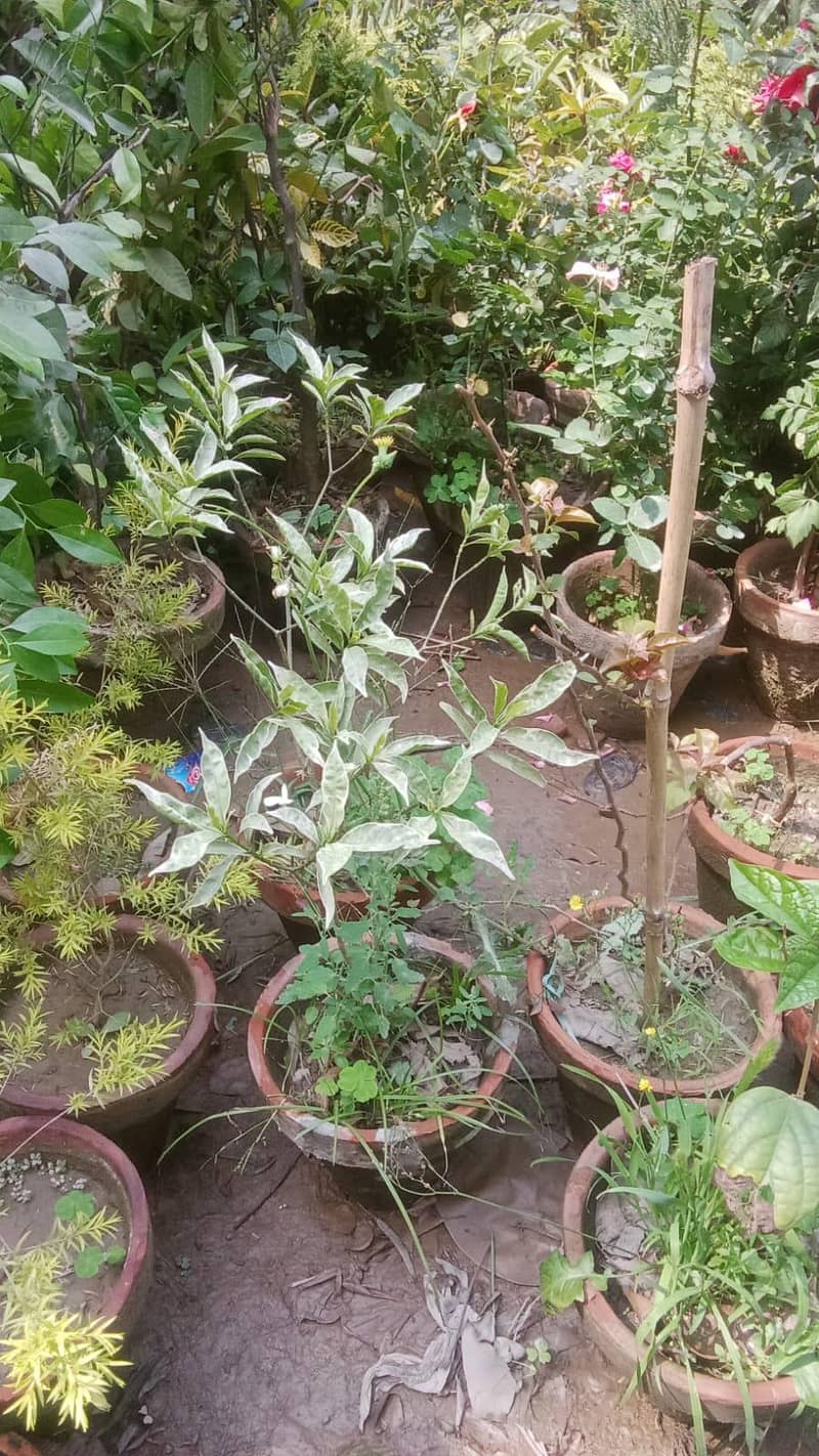 Plants on COD, same day delivery. 3