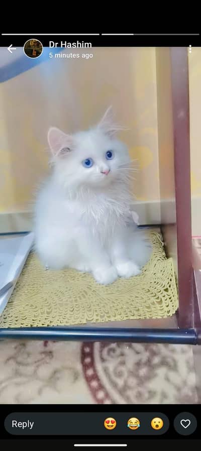 beautiful pershian  kitten