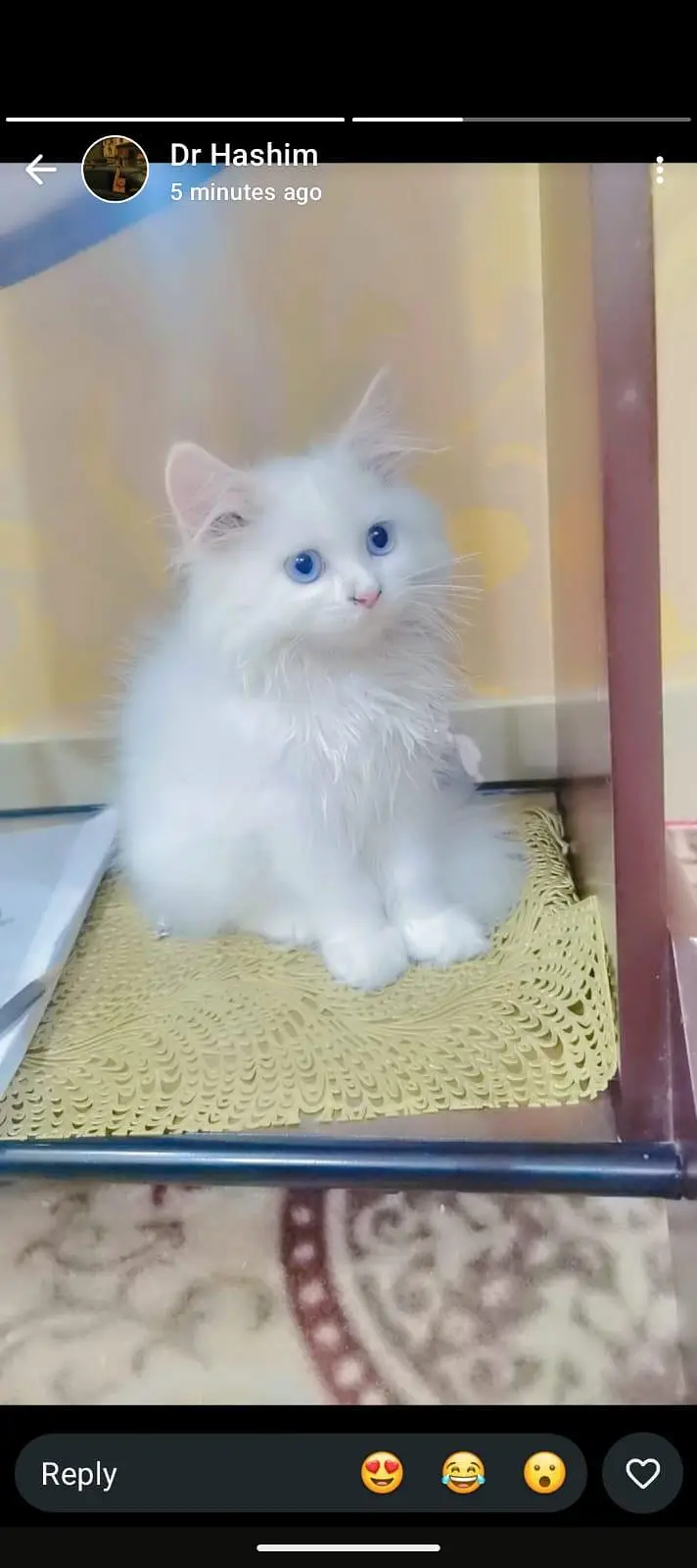 beautiful pershian  kitten with full accessories.