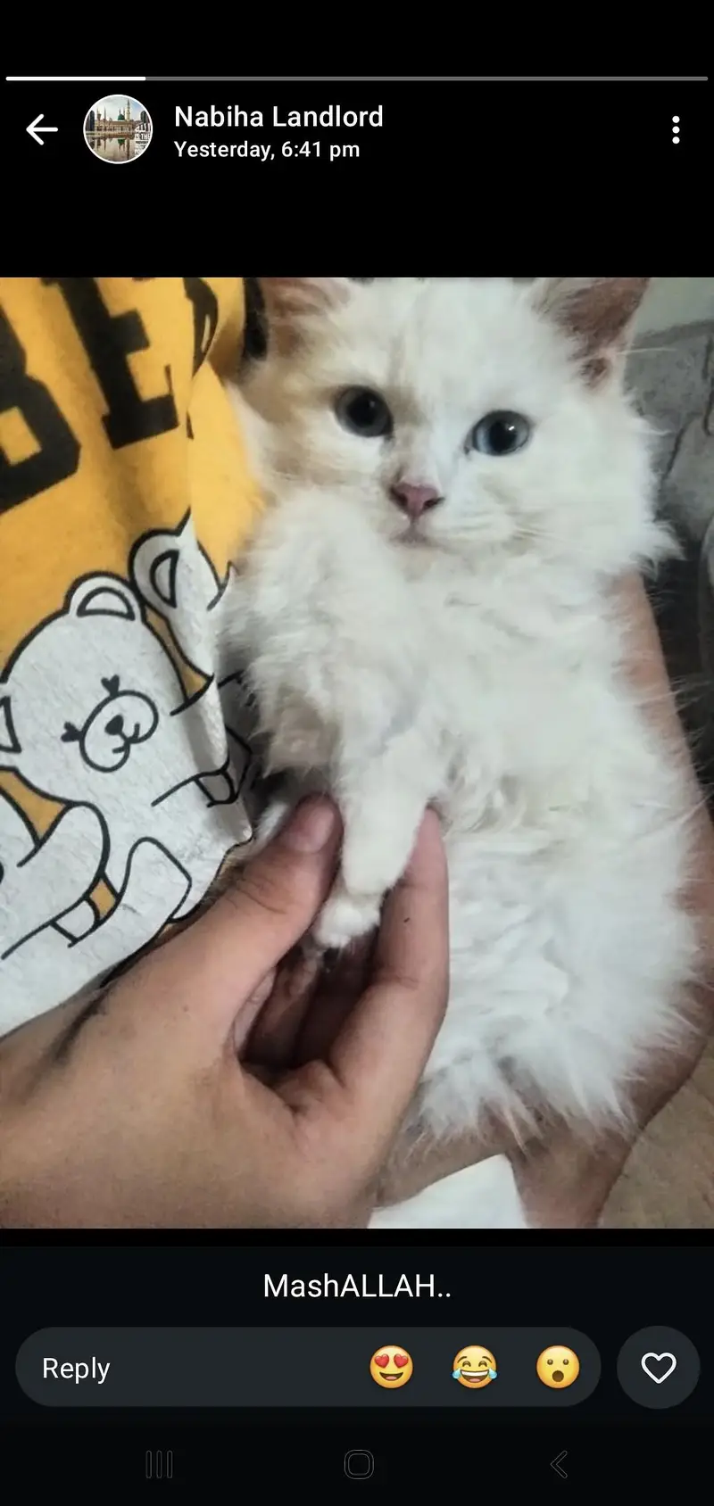beautiful pershian  kitten with full accessories. — photo 9