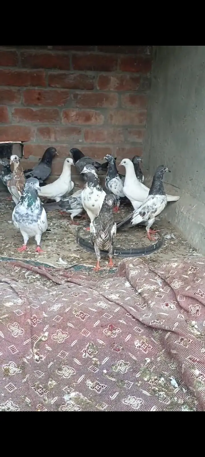 totel  30 pic ha 1500 PR pic ha price ma kmi pashi  ho ga gi — photo 5