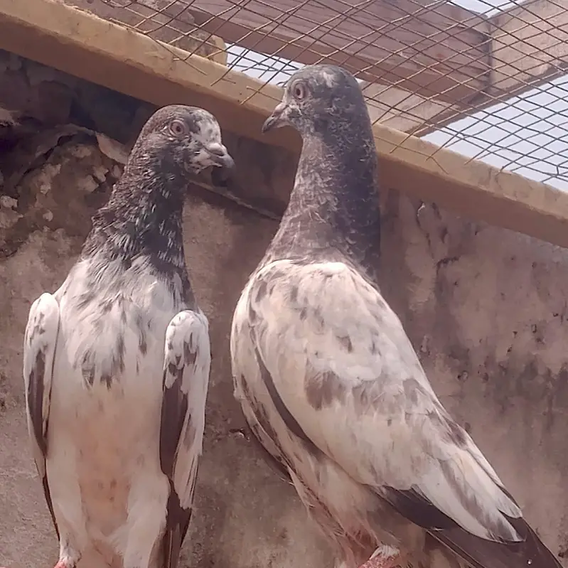 totel  30 pic ha 1500 PR pic ha price ma kmi pashi  ho ga gi — photo 7