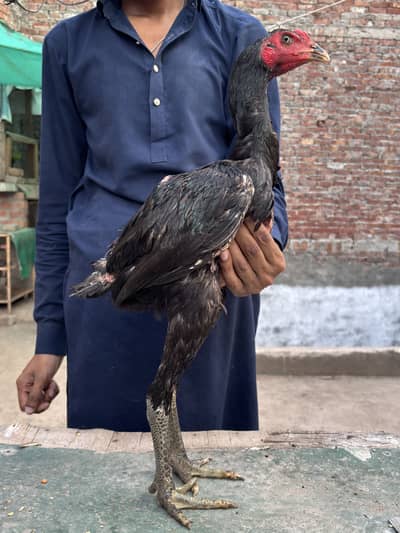 Panas Pakoye chicks