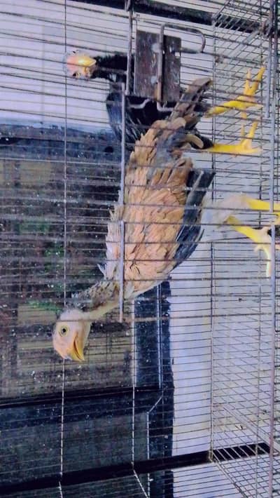 pure indian parrot beak chicks age 1.5 month pair price 30000 only