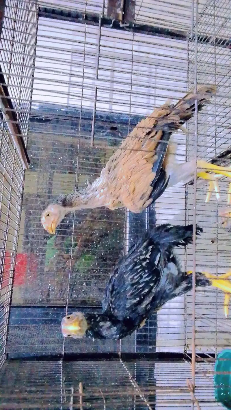 pure indian parrot beak chicks age 1.5 month pair price 30000 only — photo 2