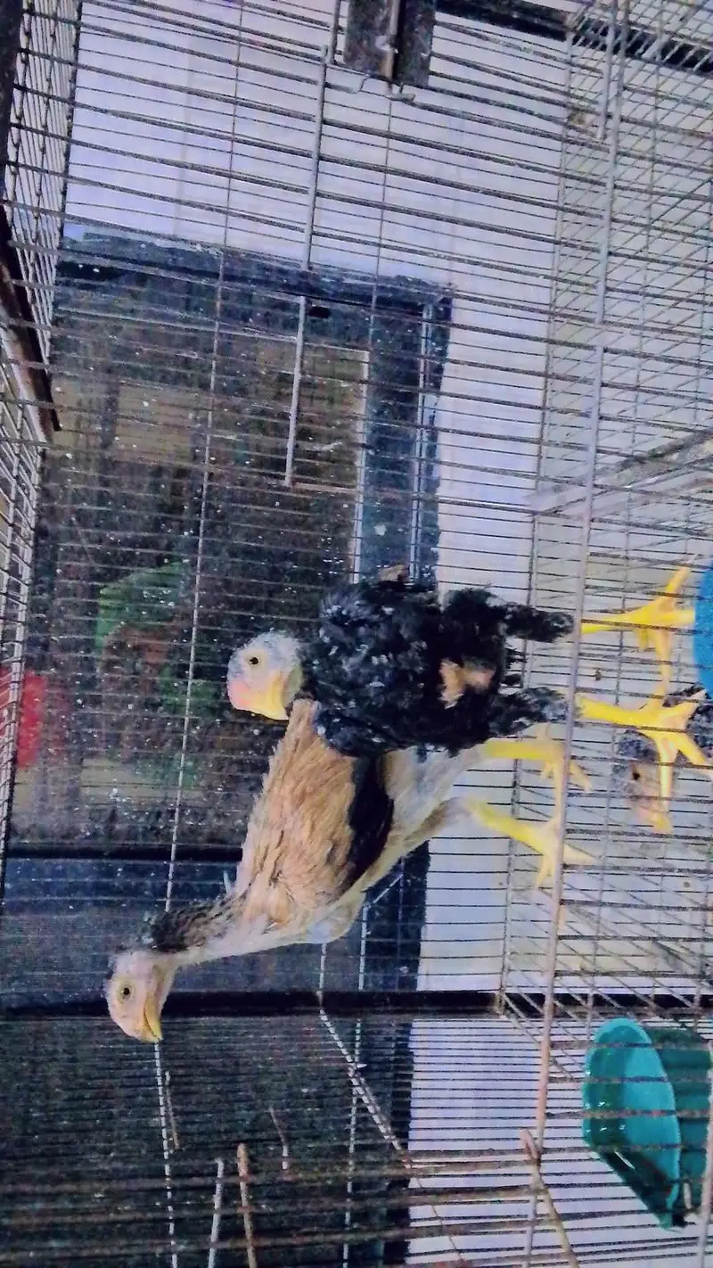 pure indian parrot beak chicks age 1.5 month pair price 30000 only — photo 3
