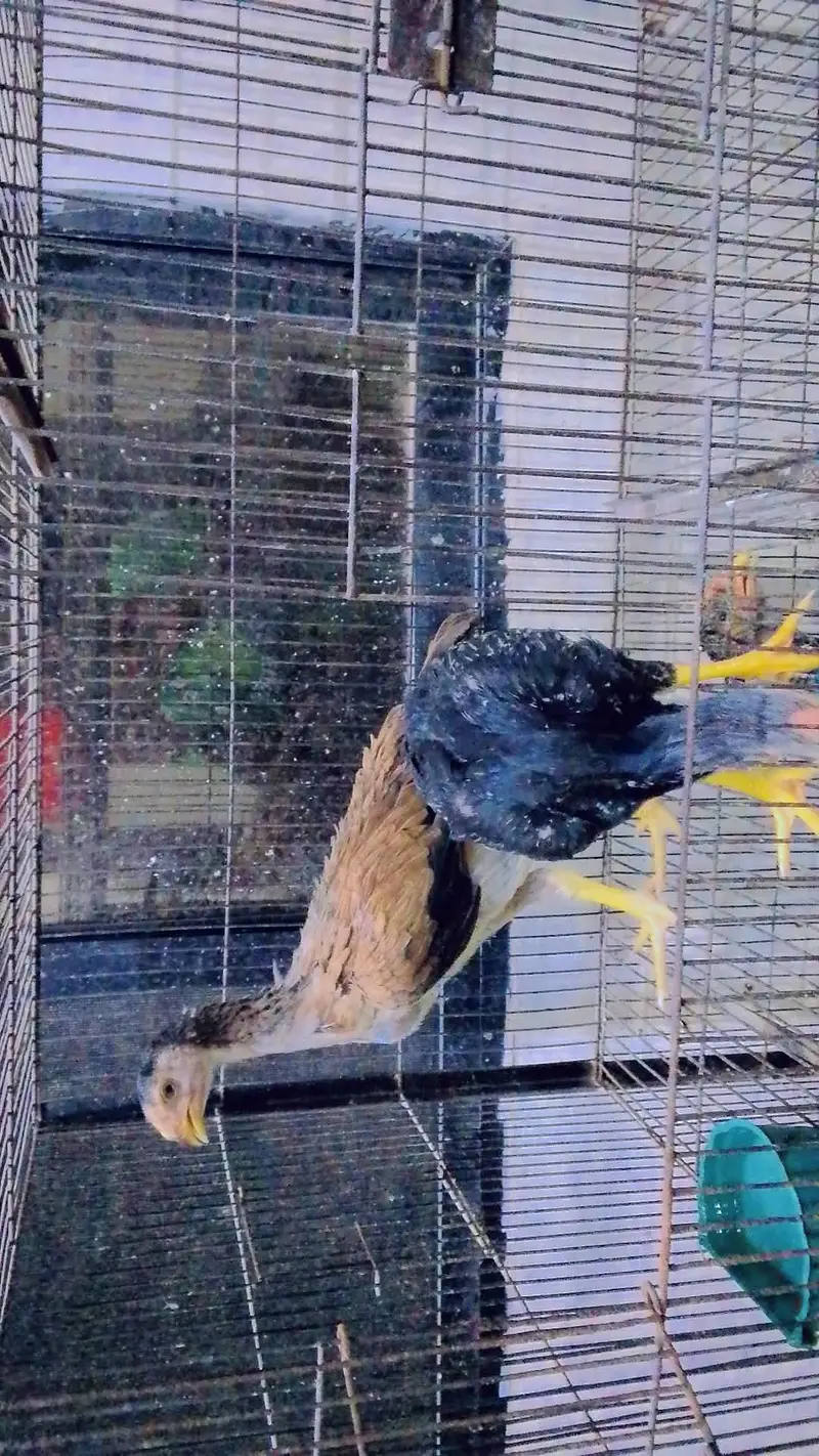 pure indian parrot beak chicks age 1.5 month pair price 30000 only — photo 4