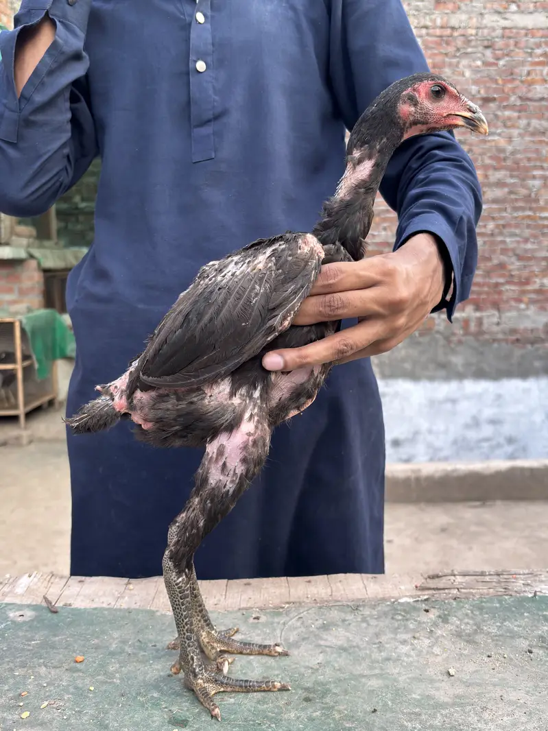 Panas Pakoye chicks — photo 2