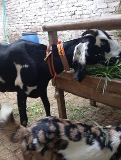 Beetal bakri